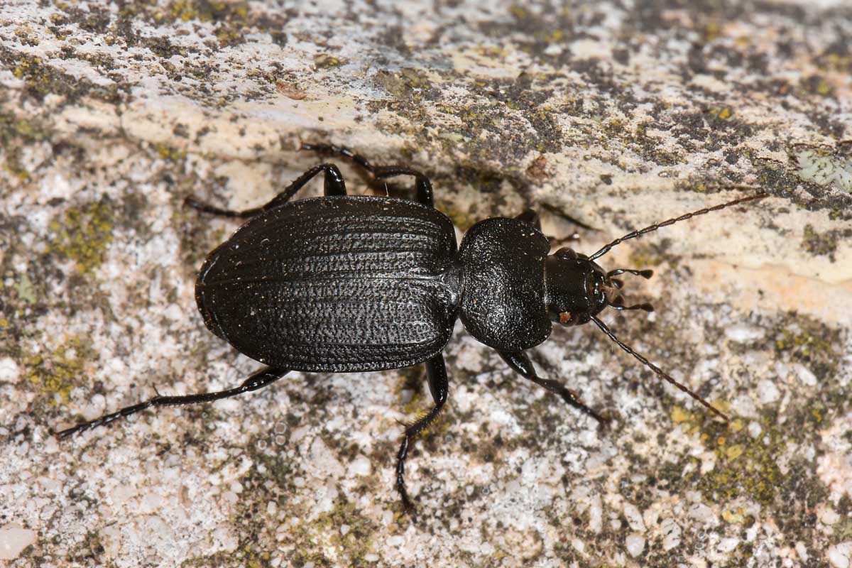 Carabidae: Licinus punctatulus? o granulatus? no, silphoides